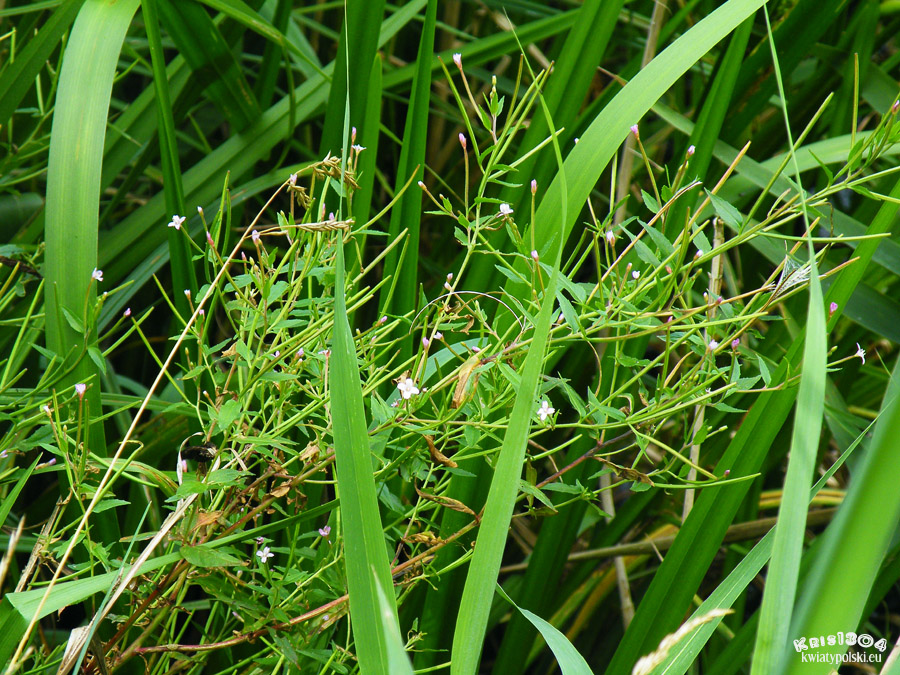 Epilobium parviflorum