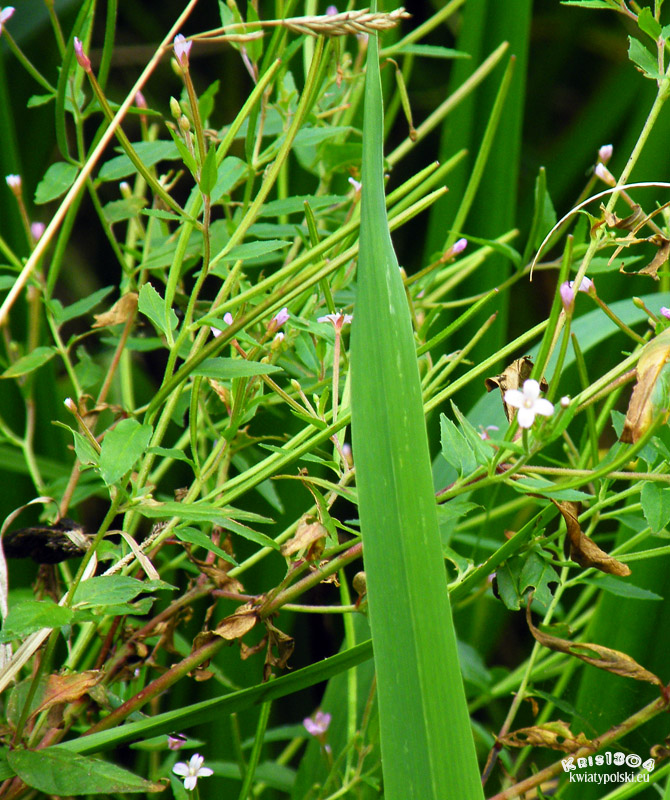 Epilobium parviflorum