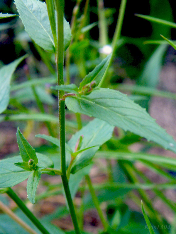 wierzbownica górska