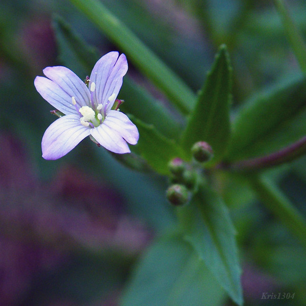 wierzbownica górska