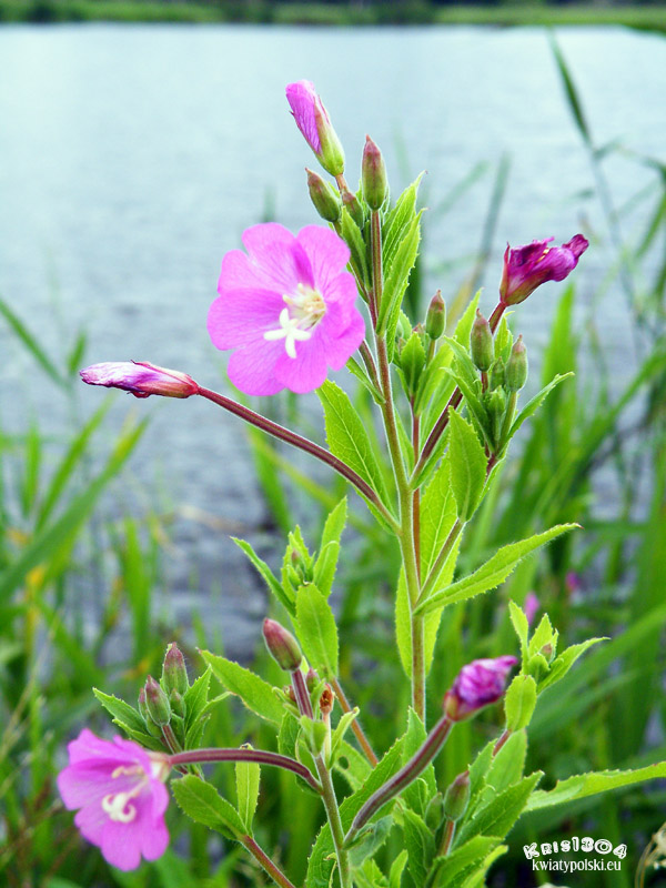 wierzbownica kosmata