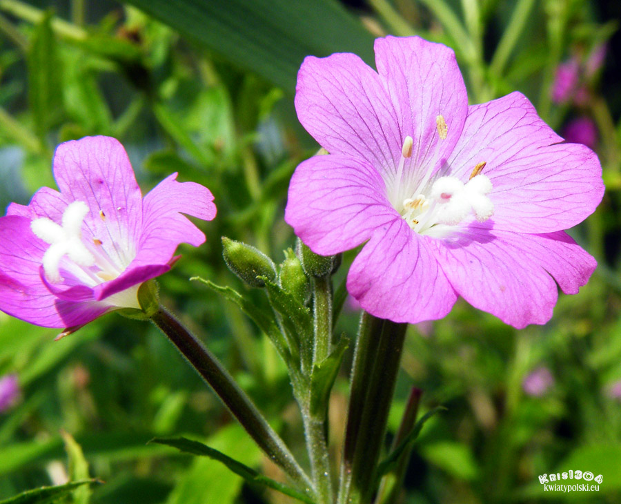 wierzbownica kosmata