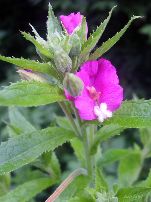 wierzbownica kosmata