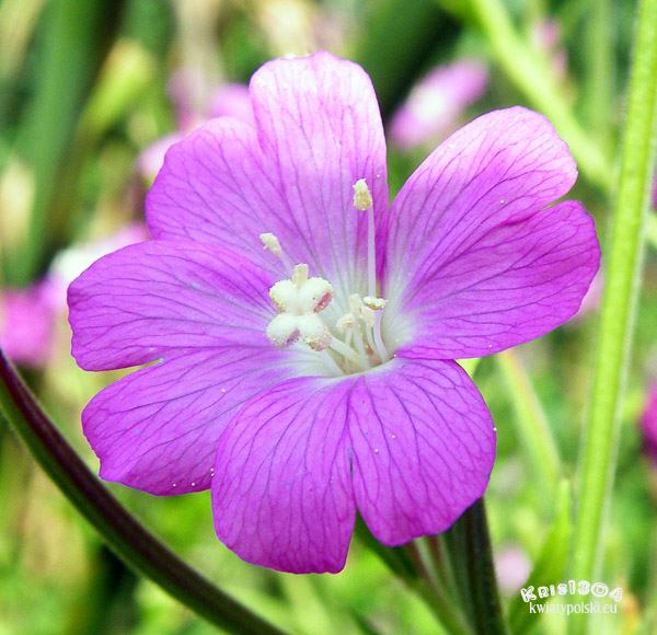 wierzbownica kosmata