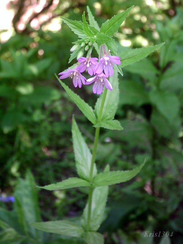 wierzbownica okółkowa