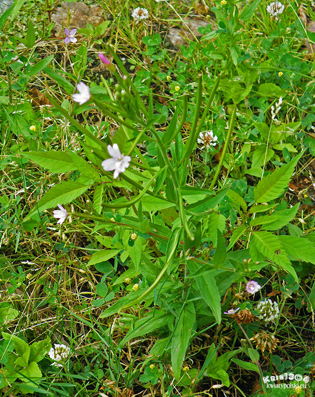 Epilobium obscurum