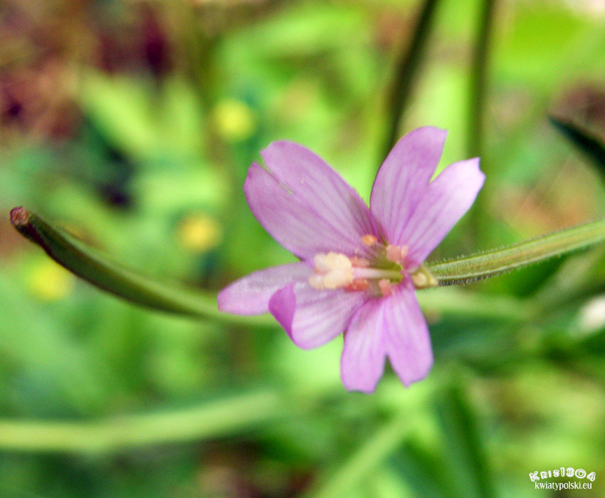 Epilobium obscurum