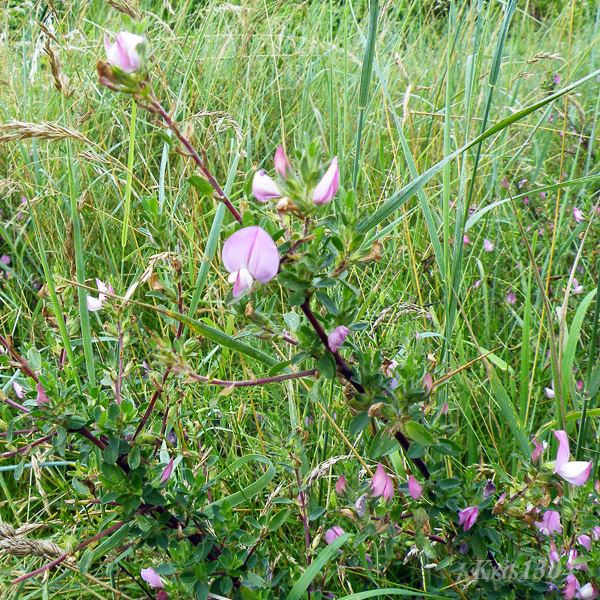 (Ononis arvensis)