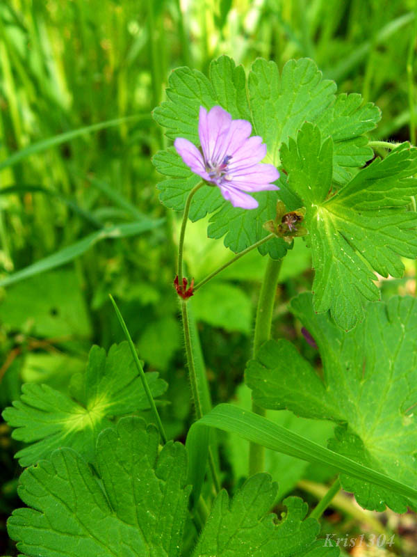 bodziszek pirenejski