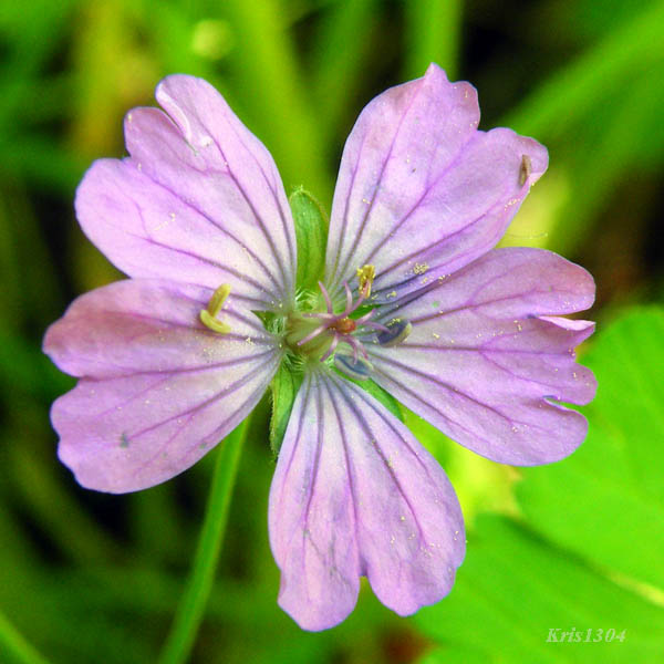 bodziszek pirenejski