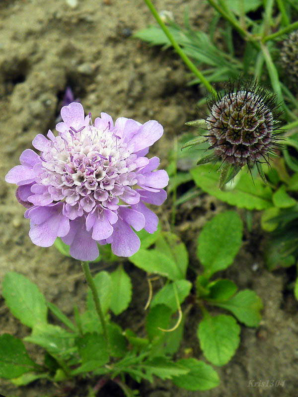 (Scabiosa lucida)