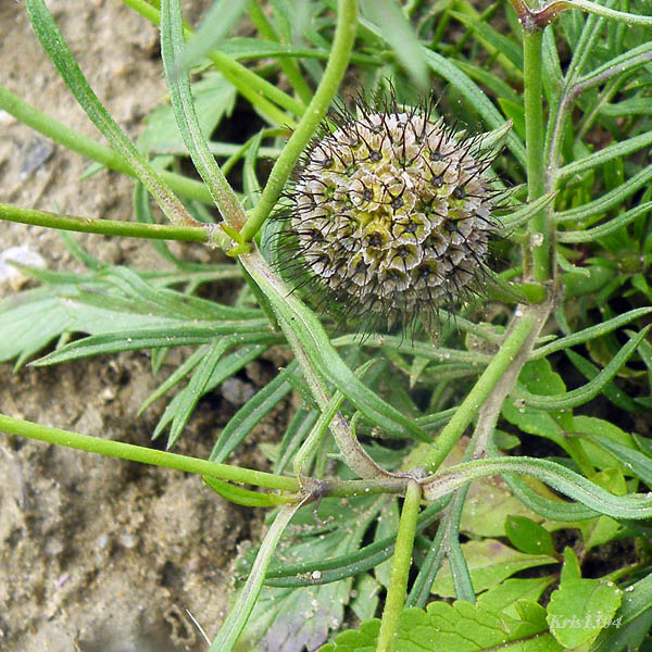 (Scabiosa lucida)