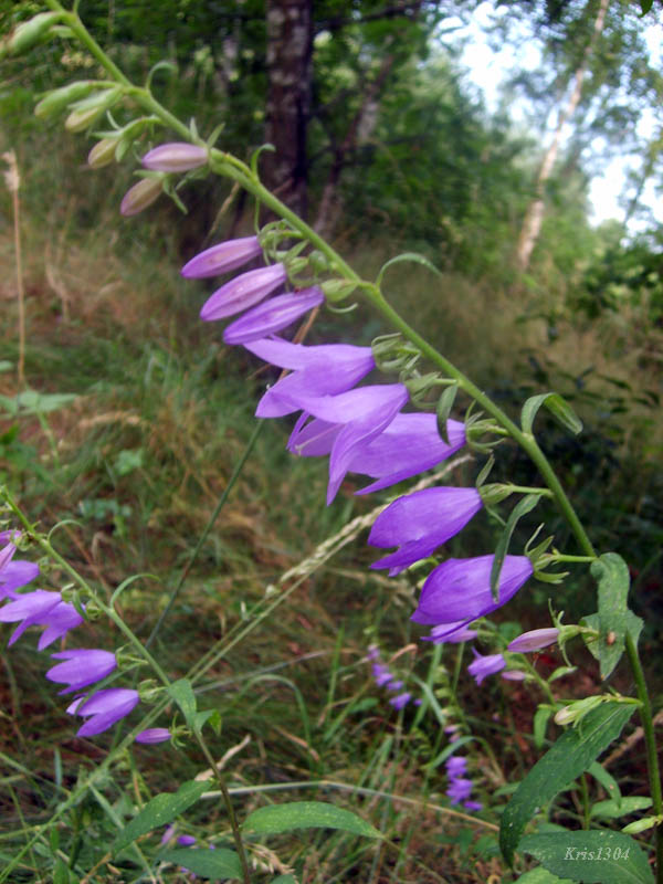 dzwonek jednostronny