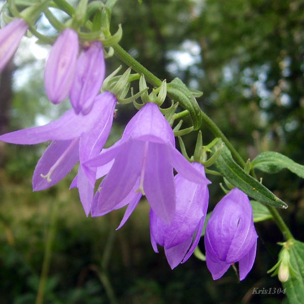 dzwonek jednostronny