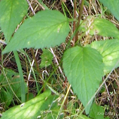 dzwonek jednostronny