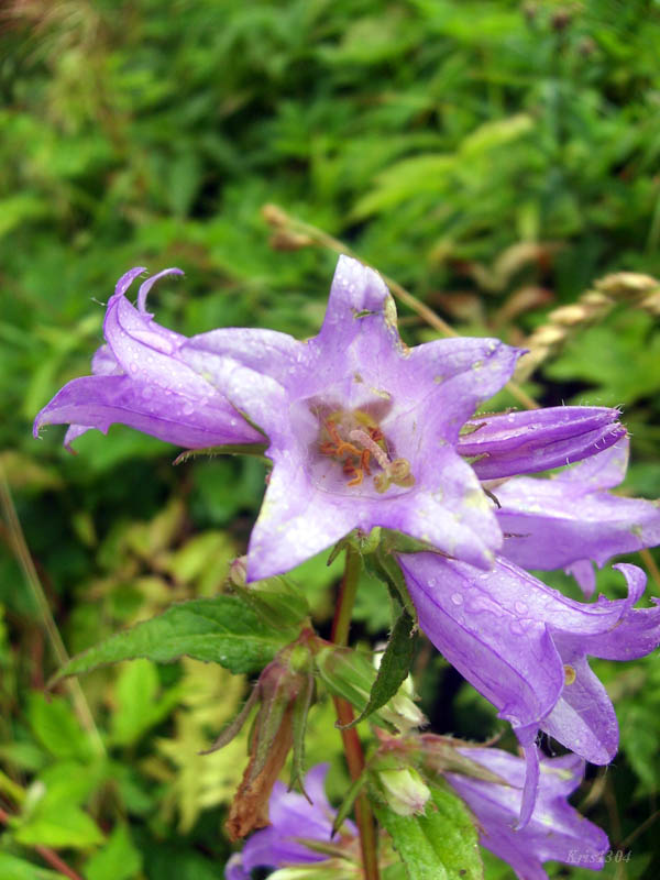 dzwonek pokrzywolistny