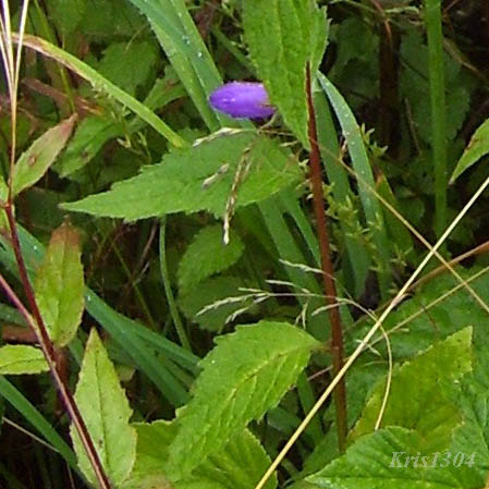 dzwonek pokrzywolistny