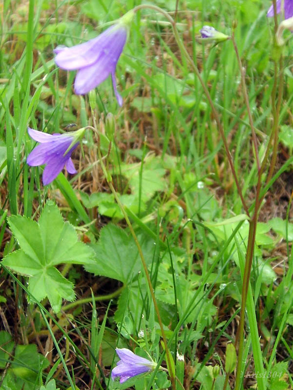 dzwonek rozpierzchły