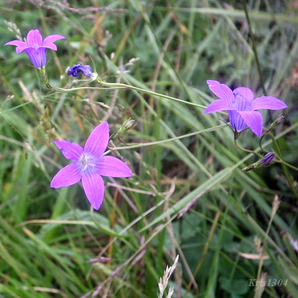 dzwonek rozpierzchły