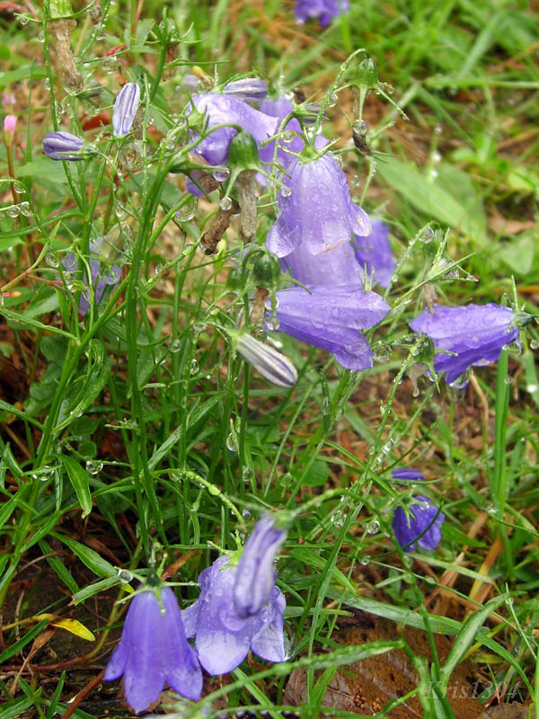 dzwonek wąskolistny