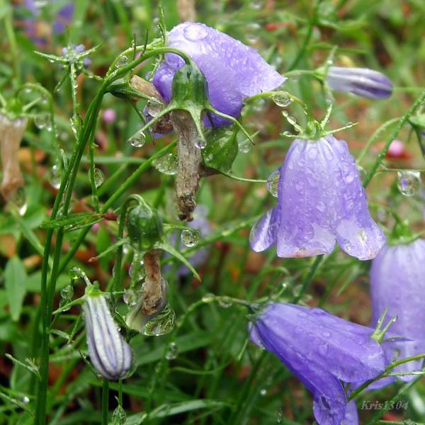 dzwonek wąskolistny