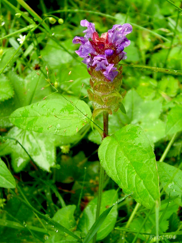 głowienka pospolita