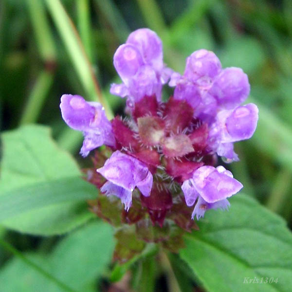 głowienka pospolita
