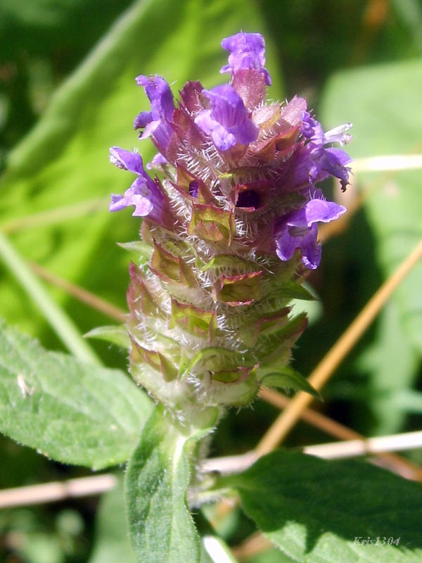 głowienka pospolita
