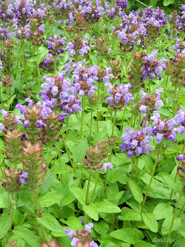 głowienka wielkokwiatowa