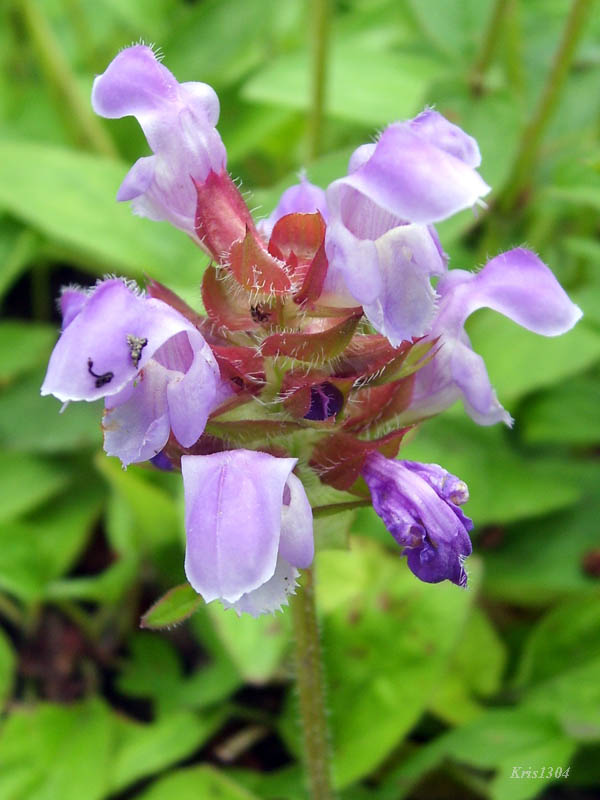 głowinka wielkokwiatowa