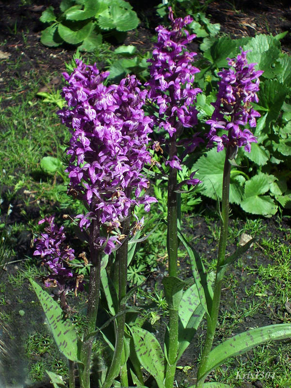 kukułka szerokolistna