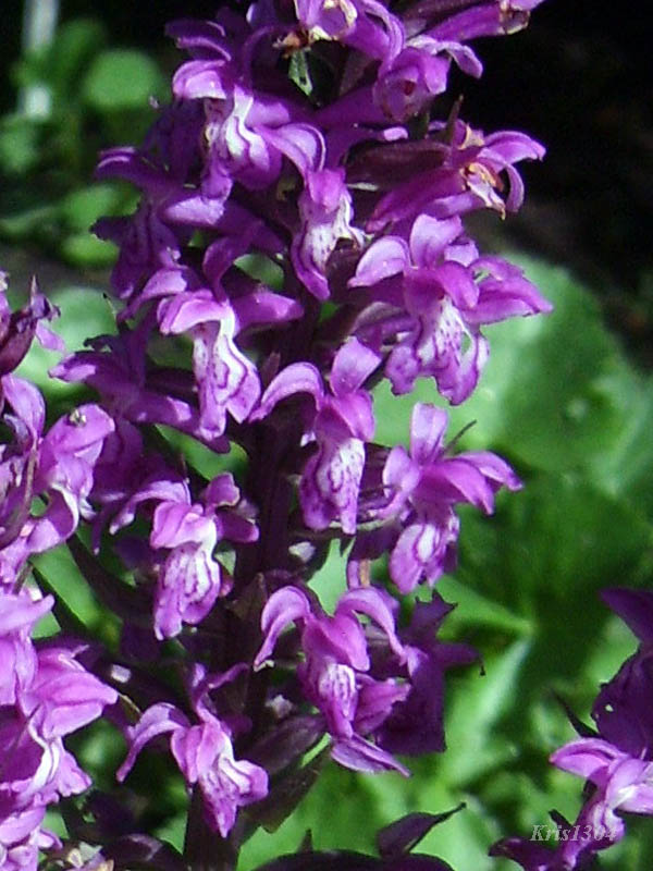 kukułka szerokolistna