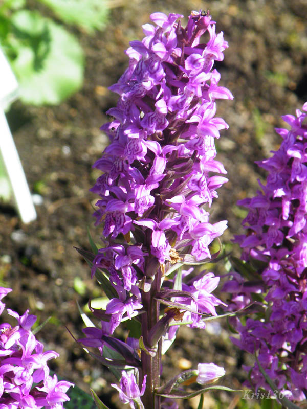 kukułka szerokolistna