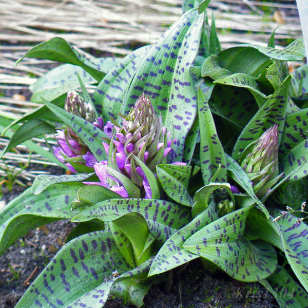 kukułka szerokolistna