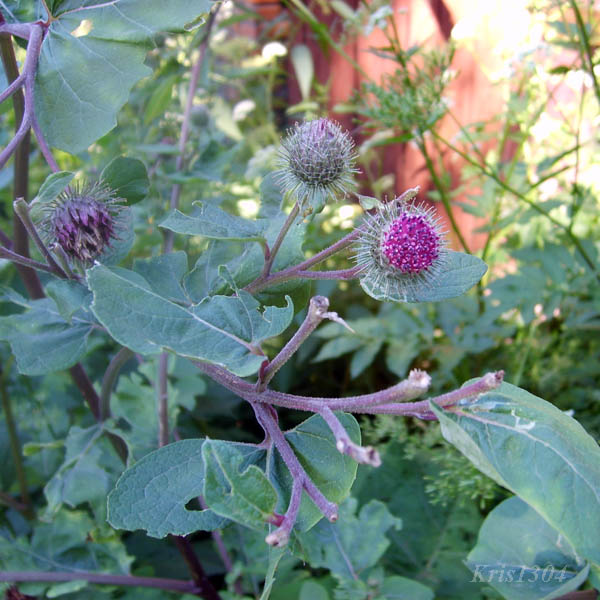 łopian pajeczynowaty