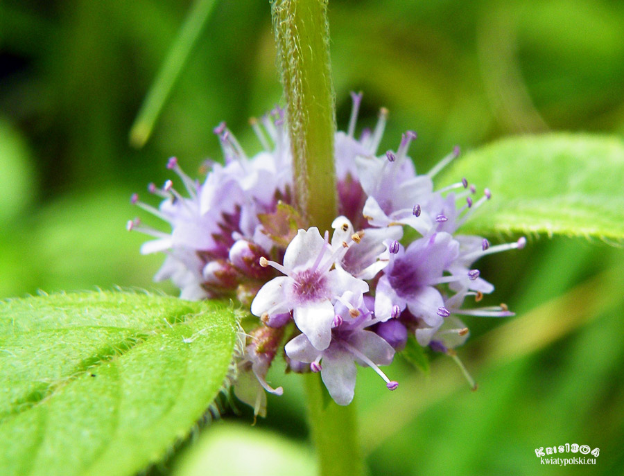 mięta polna