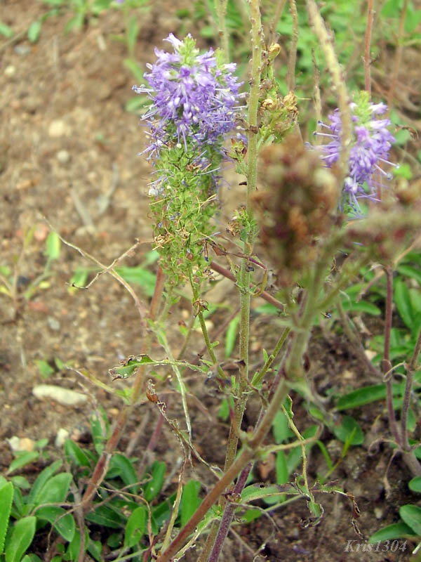 przetacznik kłosowy