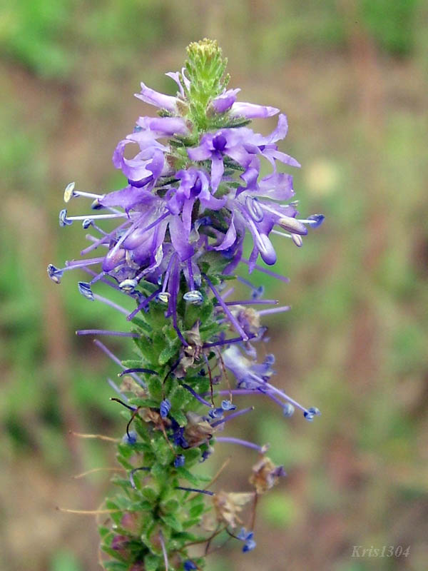 przetacznik kłosowy