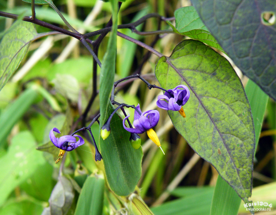 psianka słodkogórz