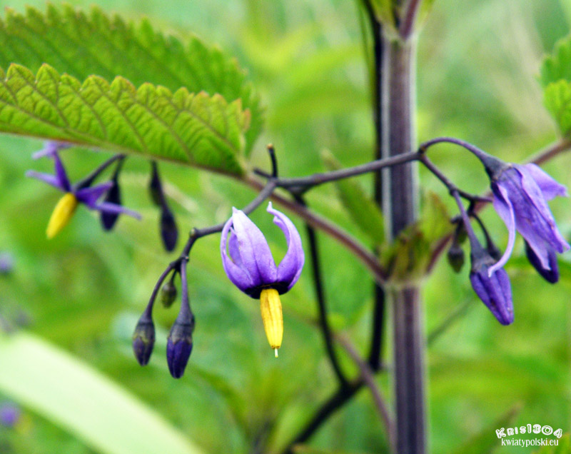 psianka słodkogórz