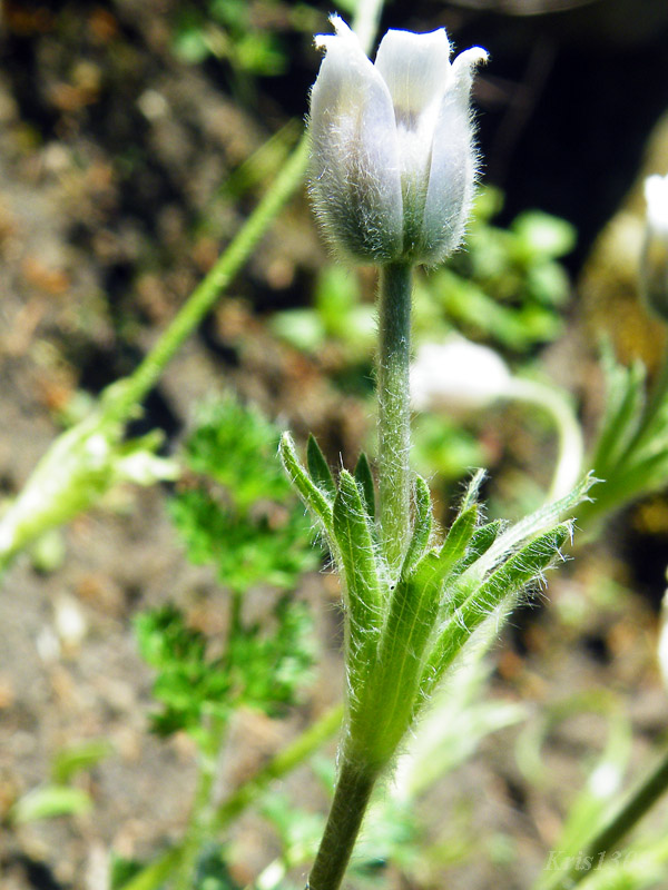 Pulsatilla vernalis
