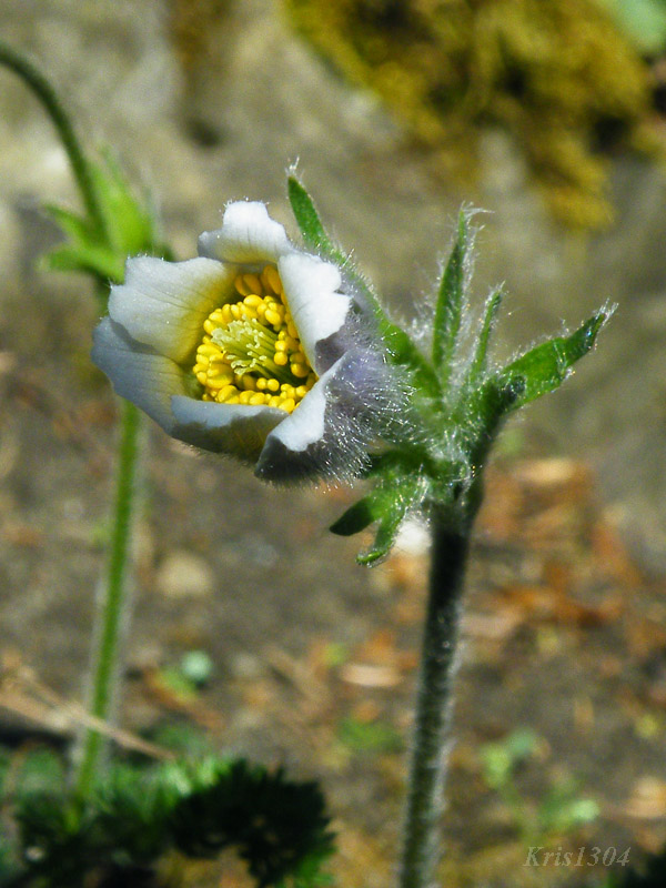 Pulsatilla vernalis