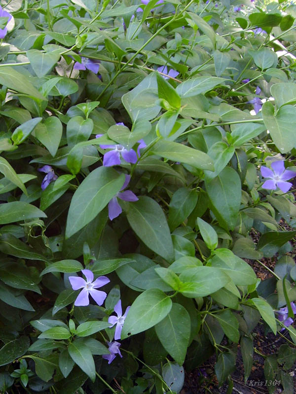 (Vinca minor)