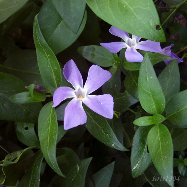 (Vinca minor)