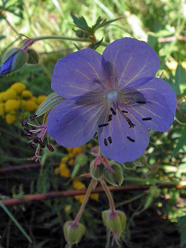 bodziszek ��kowy