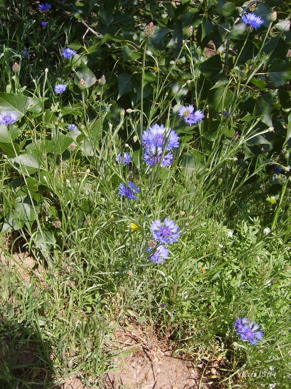 (Centaurea cyanus)