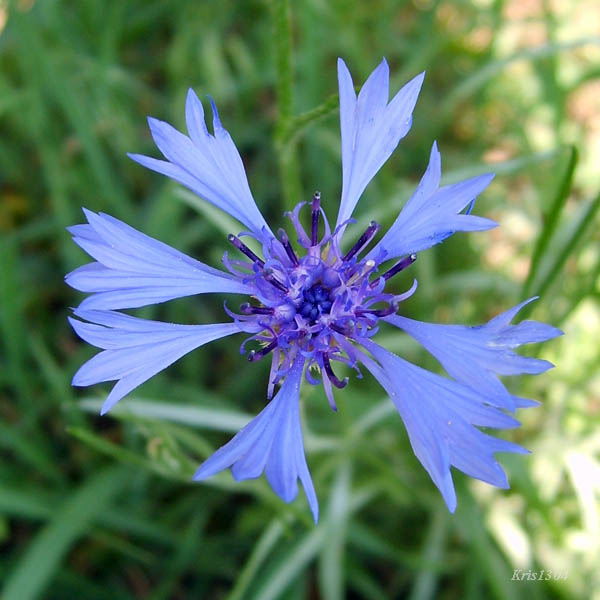 (Centaurea cyanus)