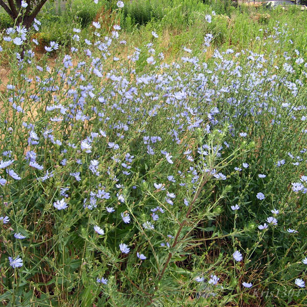 (Cichorium intybus)