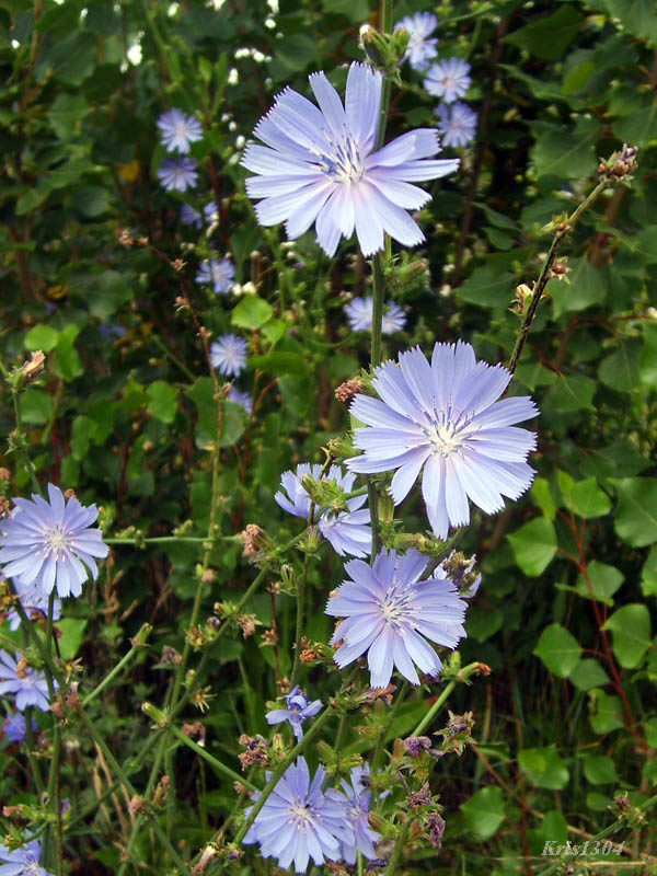 (Cichorium intybus)