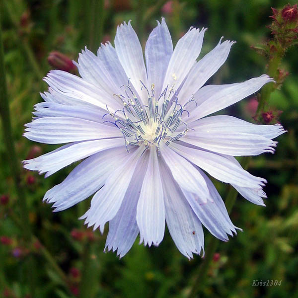 (Cichorium intybus)